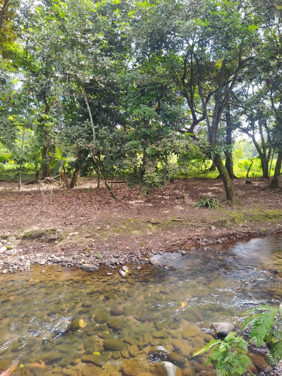 Propiedad con tres casas y amplio terreno en La Colonia, PococĂ - imagen 1